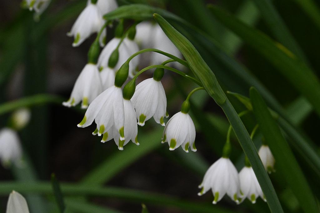 2025-04216407 Tower Hill Botanic Garden, MA.JPG - Summer Snowflake (Leucojum aestivum 'Gravetye Giant'). New England Botanic Garden at Tower Hill, MA, 4-21-2025